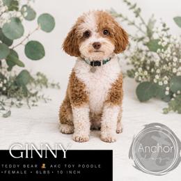 GINNY - Poodle