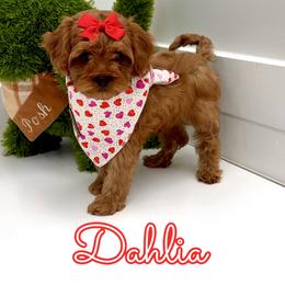 Dahlia - Red female Cavapoo puppy in Buford, Georgia from Petite Posh Puppies