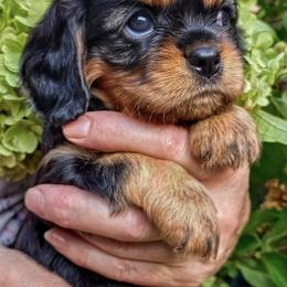 Cavalier King Charles Spaniel Puppies from 7 Bridges Cavaliers