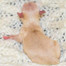 Maltese and Maltipoo Puppies from Southland Farm Kennels