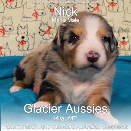 Nick - Blue merle male Australian Shepherd puppy in Kila, Montana from Glacier Aussies