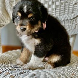 Miniature Australian Shepherd Puppies from JW Ranch