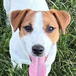 Tate - Russell Terrier
