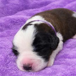 Purple female - Red and white female Saint Bernard puppy in Albany, Georgia from Magnolia Saint Bernards