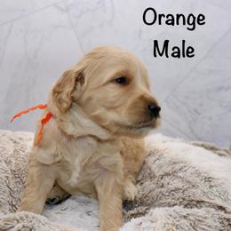Orange - Apricot male Goldendoodle puppy in Maryville, Tennessee from Twin City Doodles