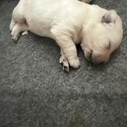 Boy 5 - Yellow male Labrador Retriever puppy in Isanti, Minnesota from Four Corners Family Labs