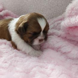 Monica - Red and white female Shih Tzu puppy in Buffalo, New York from Shih Tzu's by Jen