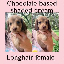 Minnie - Chocolate female Dachshund puppy in Pierson, Florida from Paige’s Mini Dachshunds