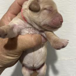 Pearl - Cream female Whoodle puppy in Pima, Arizona from Schmidt's K9s