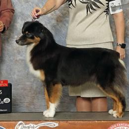 Roxi - Australian Shepherd