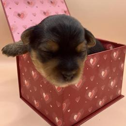 Lyric - Black and tan male Yorkshire Terrier puppy in Galesburg, Illinois from Sunny Sky Yorkies