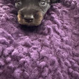 Dachshund Puppies from Hannau Doxies