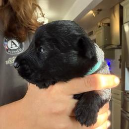 Sage - Black male Scottish Terrier puppy in Oak Harbor, Washington from Nicole's Scottish Terriers