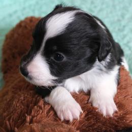 Miniature Australian Shepherd puppies from Double Moon