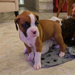 Boxer Puppies from Bayla Belle & Blossom's Boxers