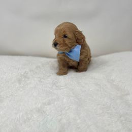 Maltipoo Puppies from Piper N Penny