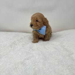 Maltipoo Puppies from Piper N Penny