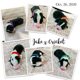 Border Collie Puppies from Beloved Border Collies