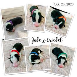 Border Collie Puppies from Beloved Border Collies