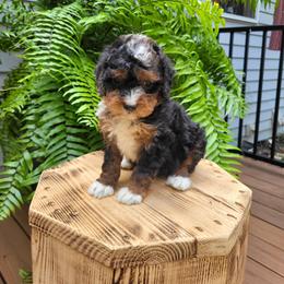 Iris - Tri-color female Bernedoodle puppy in Narvon, Pennsylvania from Beartown Doodles