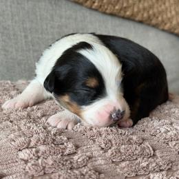 Girl 5 - Black tri-color female Australian Shepherd puppy in Oakridge, Oregon from Middle Fork Australian Shepherds