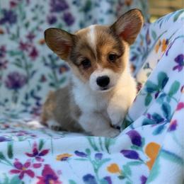 Pancake - Red female Pembroke Welsh Corgi puppy in Columbia, Tennessee from Wiggle B Ranch Corgis