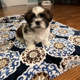 "From previous litter" Shih Tzu Puppies from Between The Creeks Farmstead