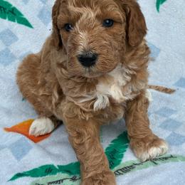 Boy 5 - Cream male Goldendoodle puppy in Captain Cook, Hawaii from Big Island Goldendoodles