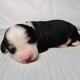 Reef - Tri-color female Bernedoodle puppy in Bowling Green, Ohio from Windy Creek Doodles