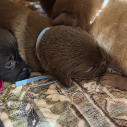 Blue - Chocolate male Labrador Retriever puppy in Millville, New Jersey from Creekside Canines