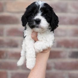 Sophie - Black and white female Cavapoo puppy in Roseville, California from Lipscomb Doodles