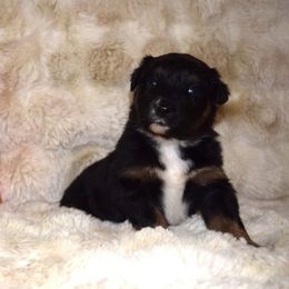 Fanta - Black tri-color female Australian Shepherd puppy in Wichita Falls, Texas from Spotted Mule Aussies