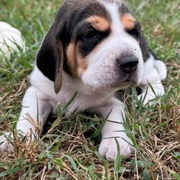 AKC Luca - Black tan and white male Beagle puppy in Rogersville, Missouri from Hales Little Beagle Haven