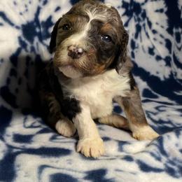 Sadie - Tri-color female Bernedoodle puppy in Battle Creek, Michigan from T-Rose’s Bernedoodle & Pomsky Puppies