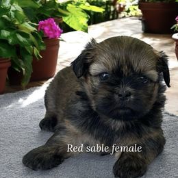 Red sable female - Sable female Shih Tzu puppy in Oklahoma from Rocky Oak Cavaliers & Biewer Terriers LLC