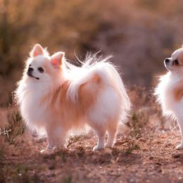 Chihuahuas from H&H Chihuahuas