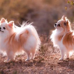 Chihuahuas from H&H Chihuahuas