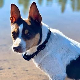 Rat Terriers from Fire Mountain North Rat Terriers