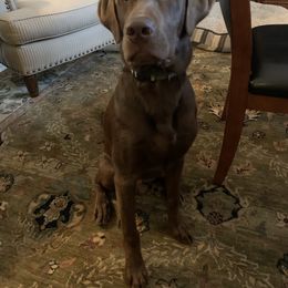 Labrador Retriever All Grown Up from Rocky Mountain Dogs - Utah