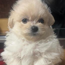 Aero - White female Maltipoo puppy in Long Island, New York from Minipaws kennel
