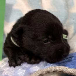 Green collared male - Black male Scottish Terrier puppy in Hastings, Nebraska from D & J SCOTTIES AND CAIRNS & Miniature Long haired Dachshunds