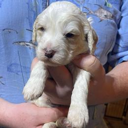 White collar - Cream male Goldendoodle puppy in Mc Cook, Nebraska from Powers Doodles