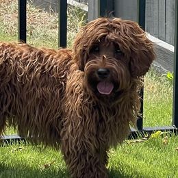 Copper - Australian Labradoodle