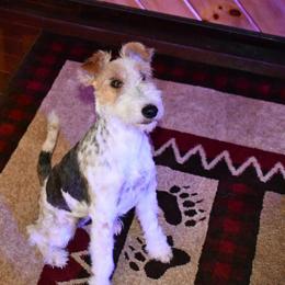 Brook - Wire Fox Terrier