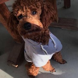 Poodle All Grown Up from Teton Poodles