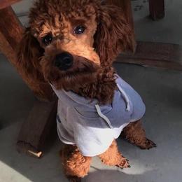 Poodle All Grown Up from Teton Poodles
