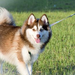 AQUILA - Pomsky