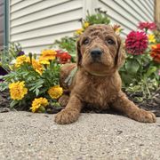 Askari - Red male Irish Doodle puppy in Hammond, Wisconsin from Queen of the Hill Puppies