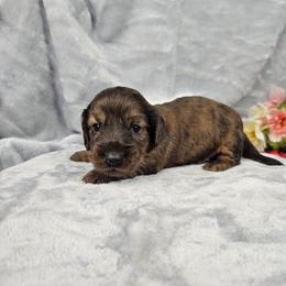 Oscar - Dapple male Dachshund puppy in Florence, Arizona from Doxie Town Az