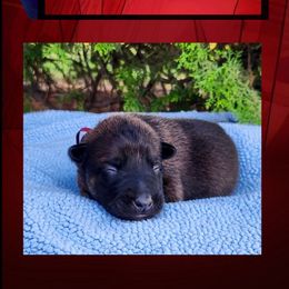 Mystique - Red sable female Belgian Malinois puppy in Chino, California from BlueStone K9